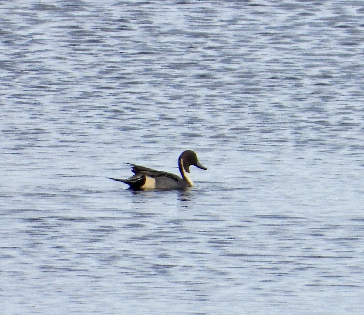 Northern Pintail - ML388409531