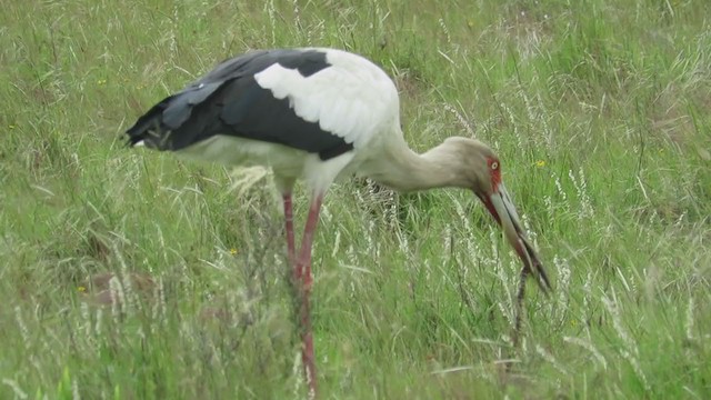 Maguari Stork - ML388410311