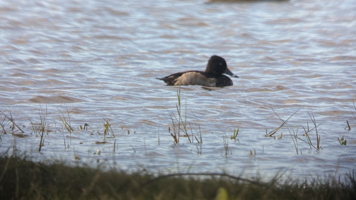 Ring-necked Duck - ML388411161