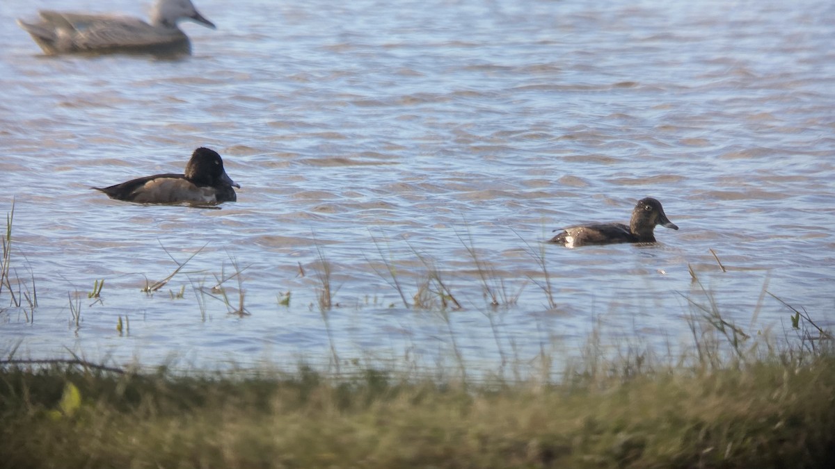Ring-necked Duck - ML388411171