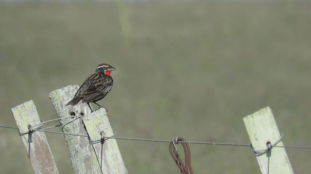 Pampas Meadowlark - ML388411321