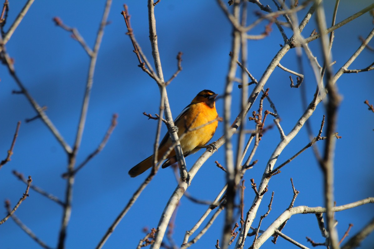 Oriole de Bullock - ML388411521