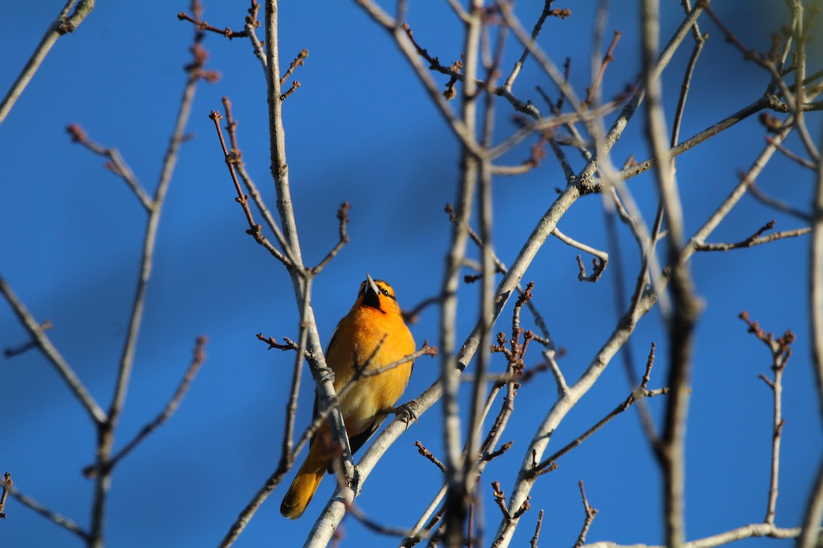 Oriole de Bullock - ML388411561