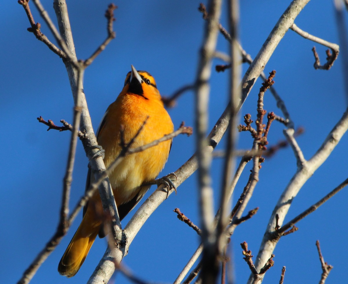 Bullock's Oriole - ML388411601