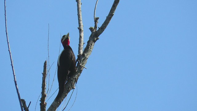 Cream-backed Woodpecker - ML388412171