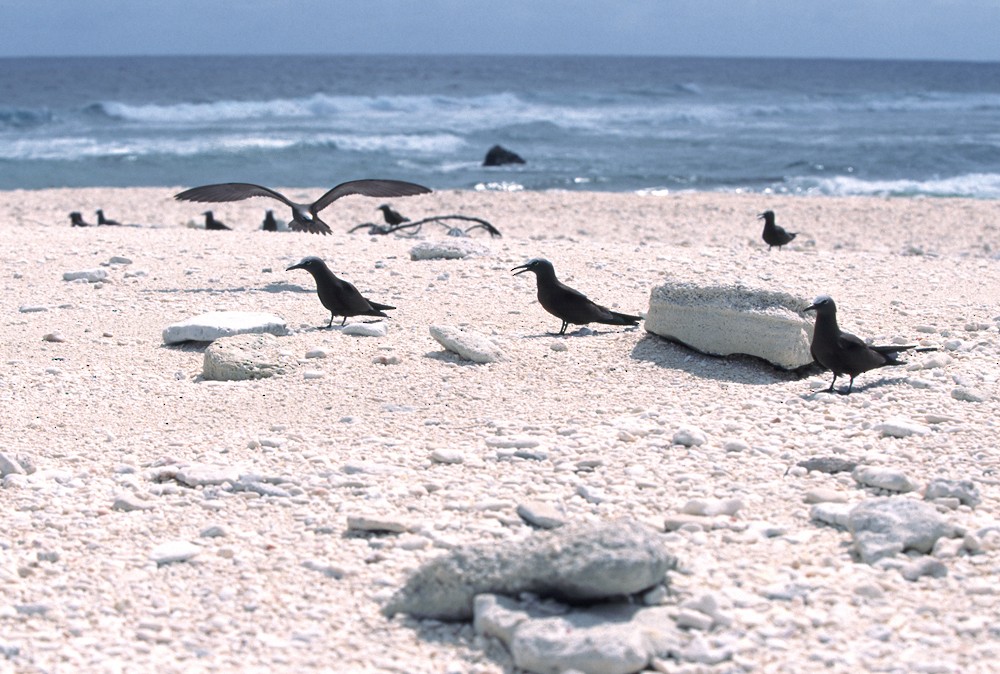 Brown Noddy - ML388412371