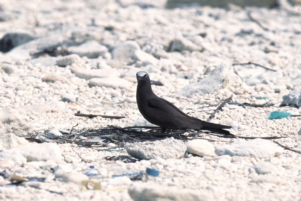 Brown Noddy - ML388412391