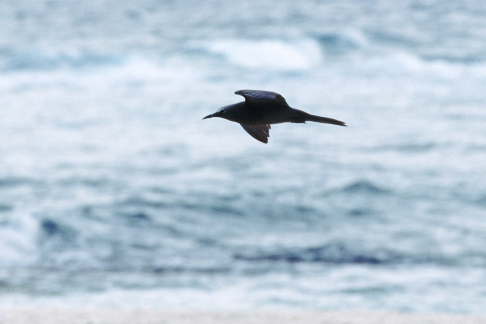 Brown Noddy - ML388412401