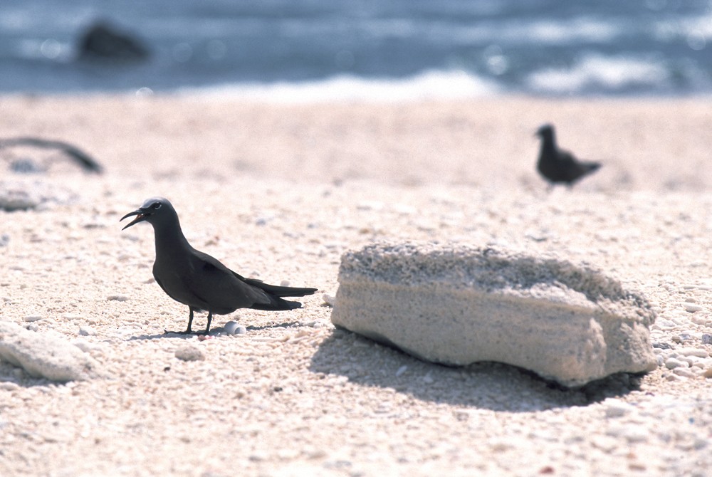 Brown Noddy - Yoshiaki Watanabe