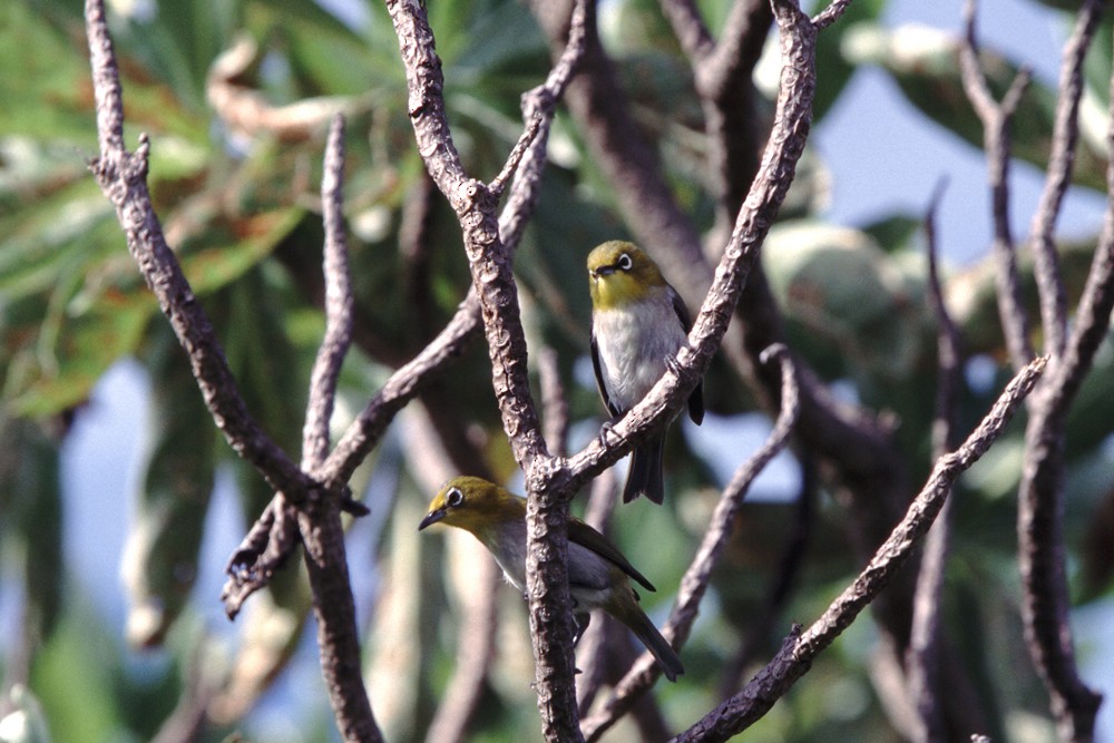 Warbling White-eye - ML388412451