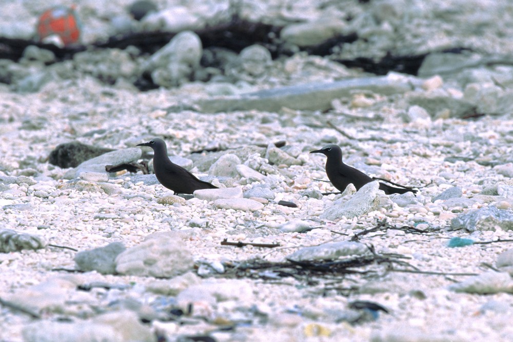 Brown Noddy - ML388412491