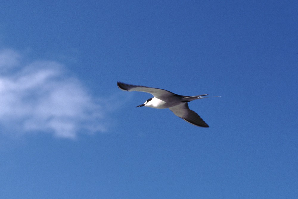 Sooty Tern - Yoshiaki Watanabe