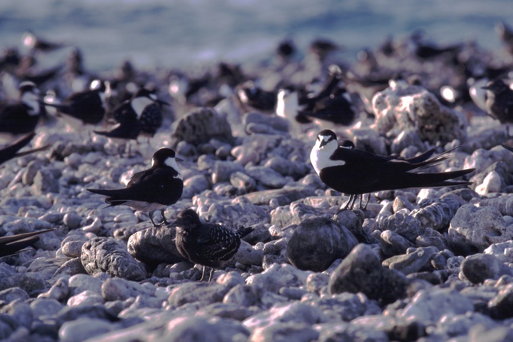 Sooty Tern - ML388412951