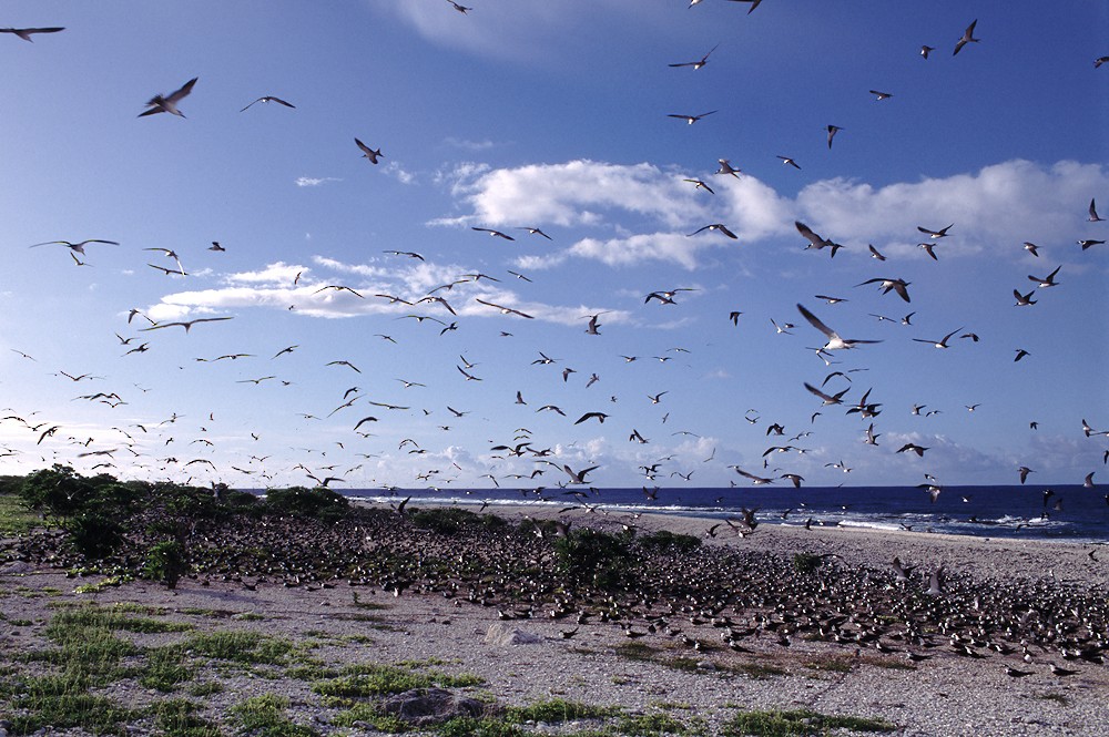 Sooty Tern - ML388412961