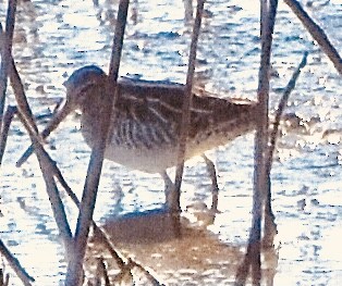 Wilson's Snipe - Jason C. Martin