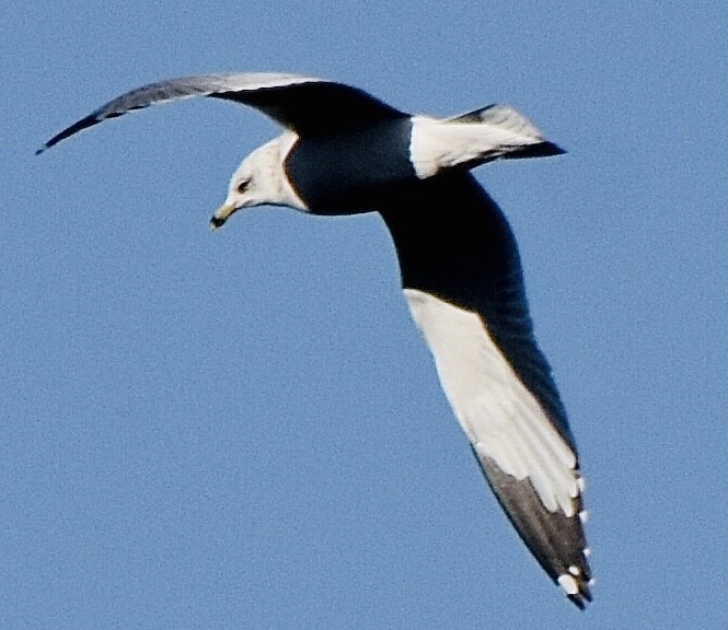 Ring-billed Gull - ML388413281