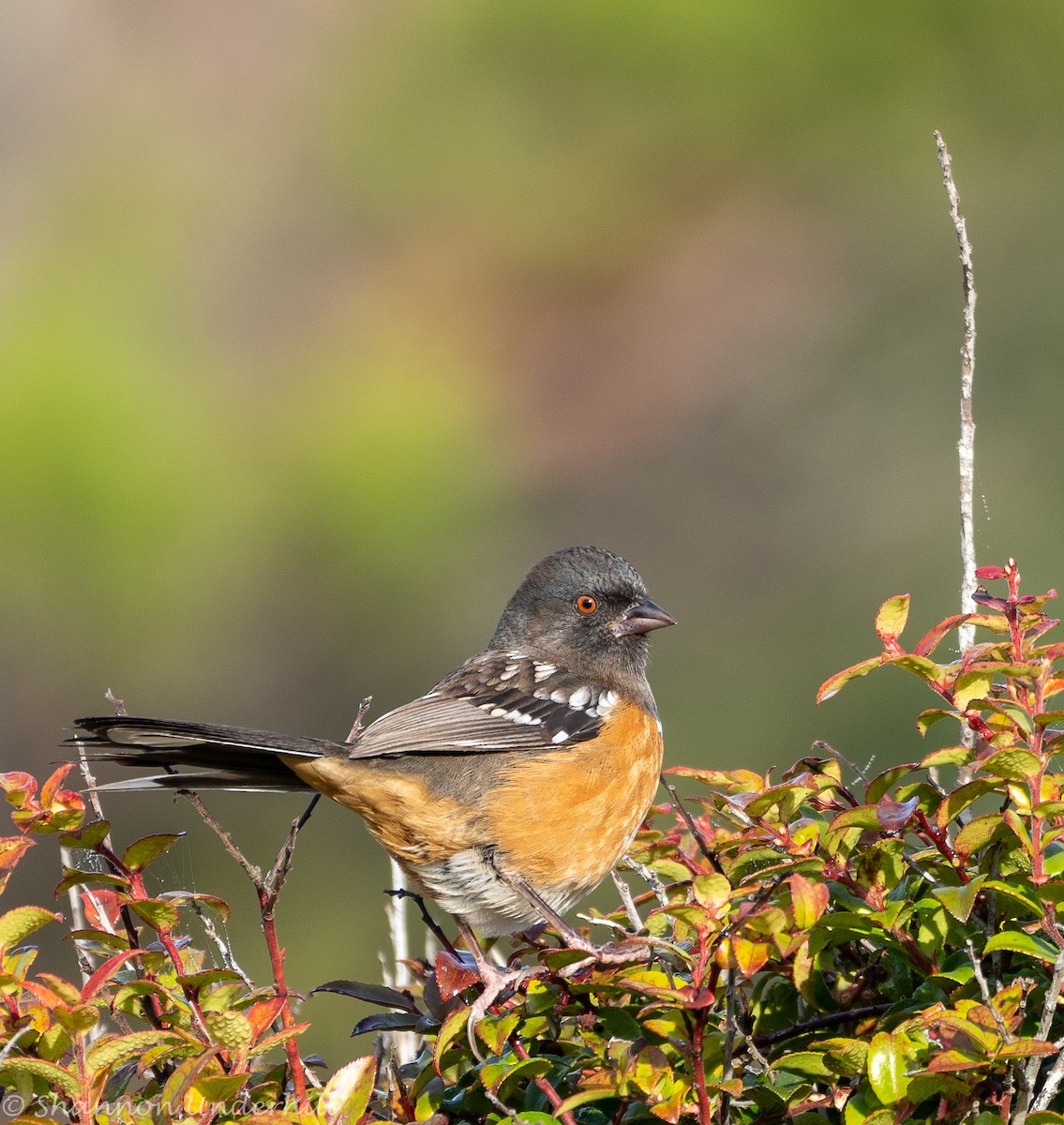 Spotted Towhee - Shannon Underhill