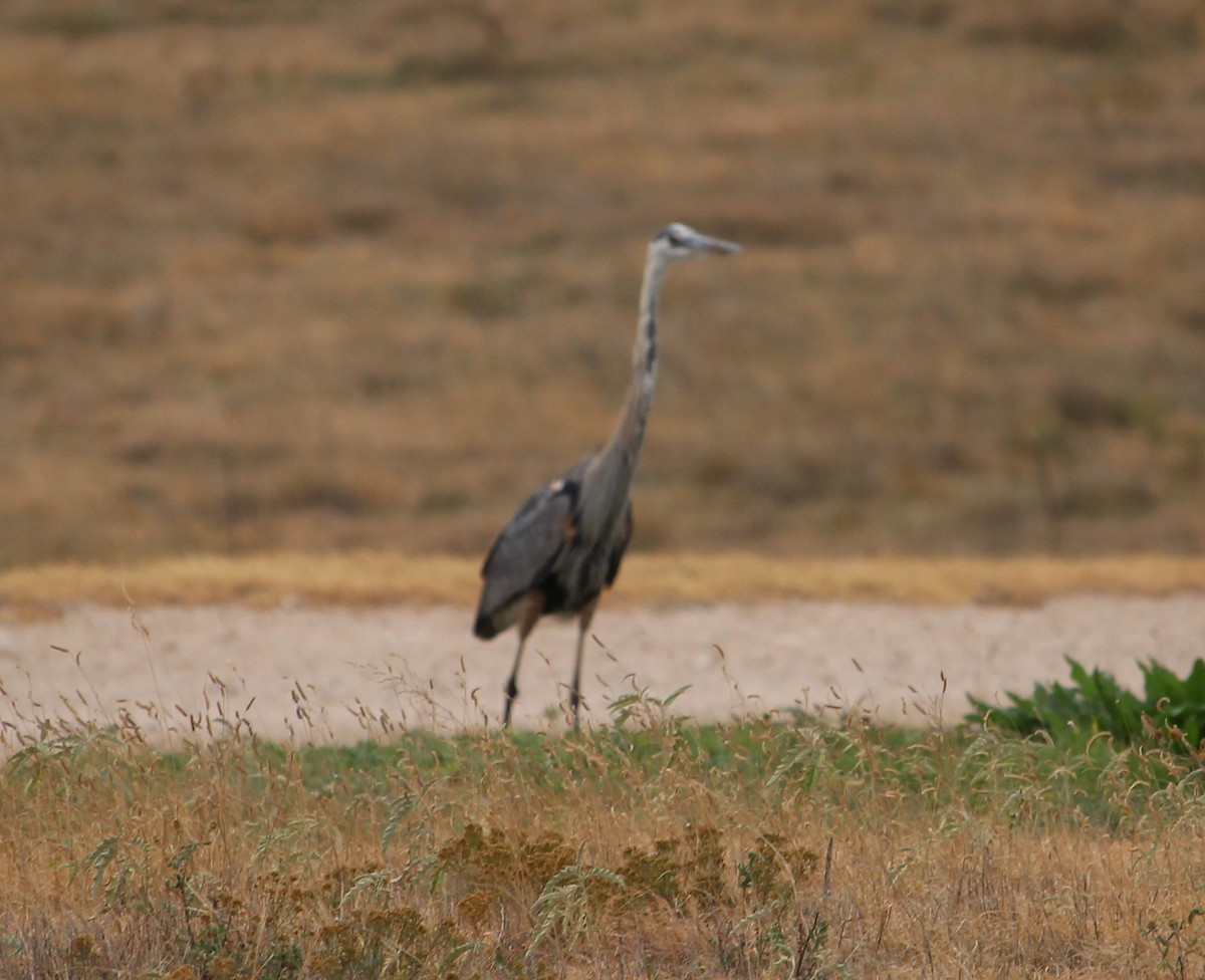 Great Blue Heron - Jessie  Brantwein