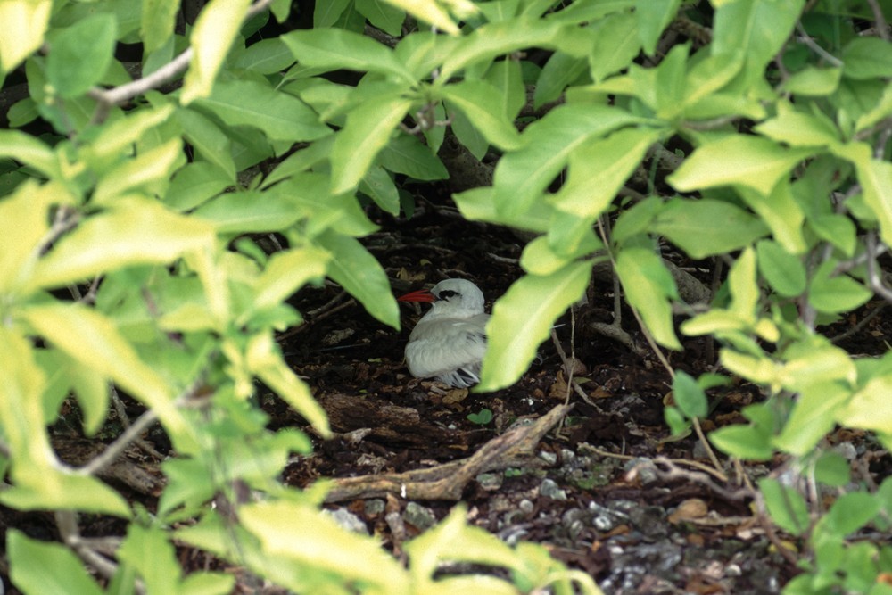 Red-tailed Tropicbird - ML388415111