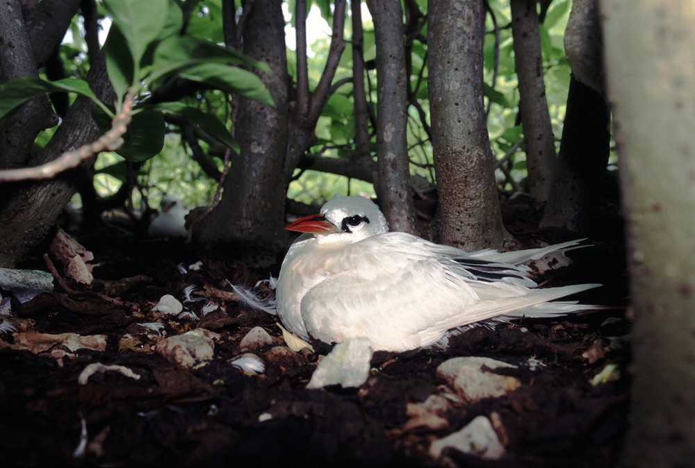 Red-tailed Tropicbird - Yoshiaki Watanabe