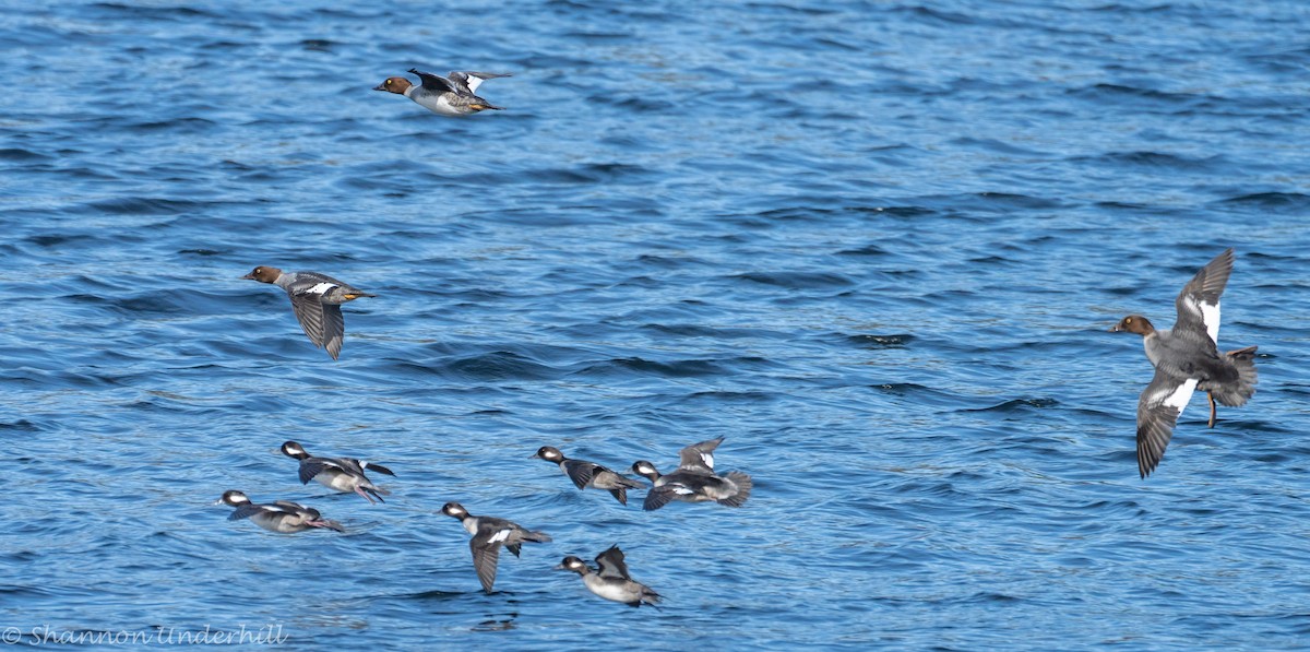 Common Goldeneye - ML388415301