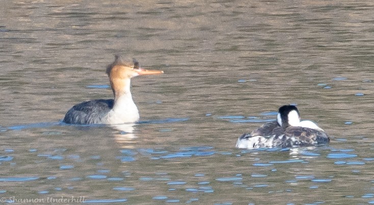 Red-breasted Merganser - Shannon Underhill