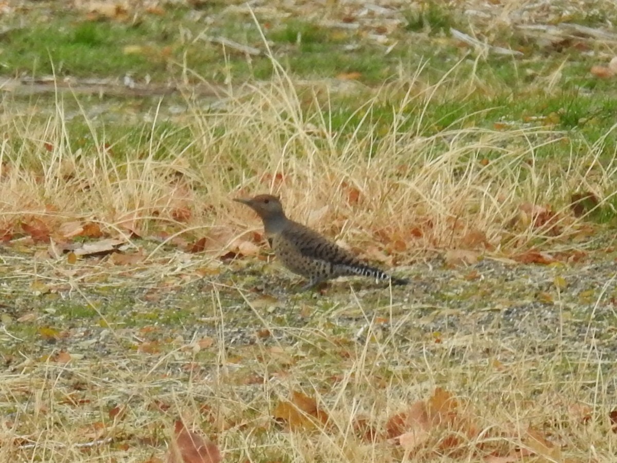 Northern Flicker - ML388415581