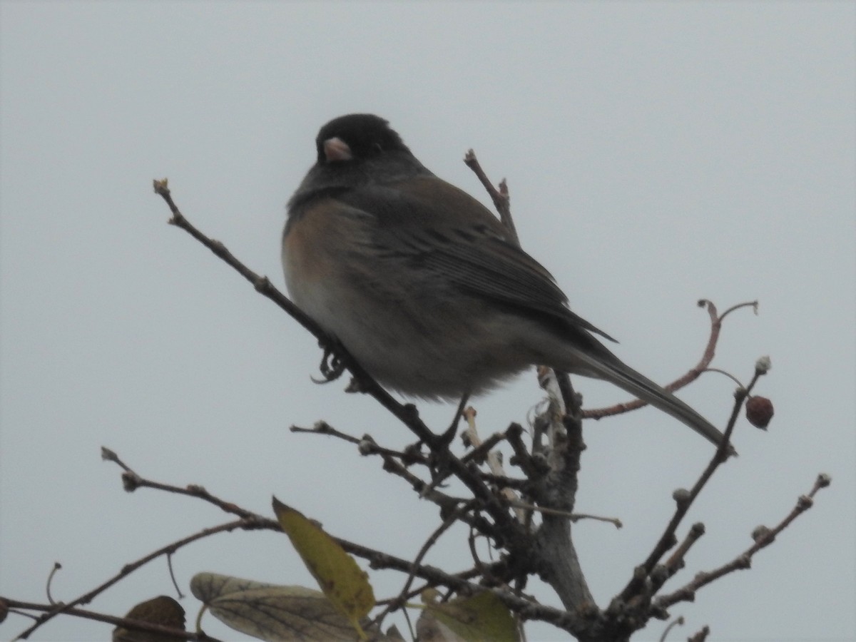 Dark-eyed Junco - ML388416621