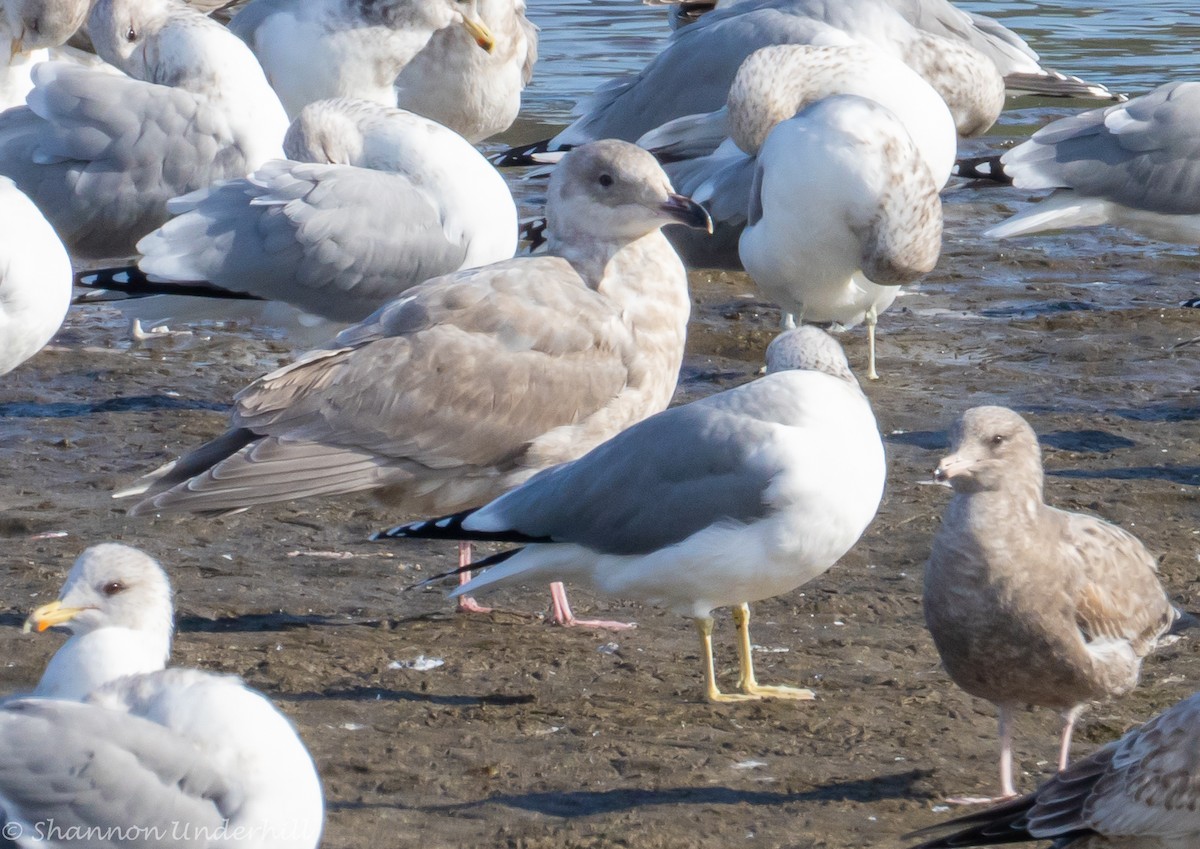 goéland ou mouette sp. - ML388416641