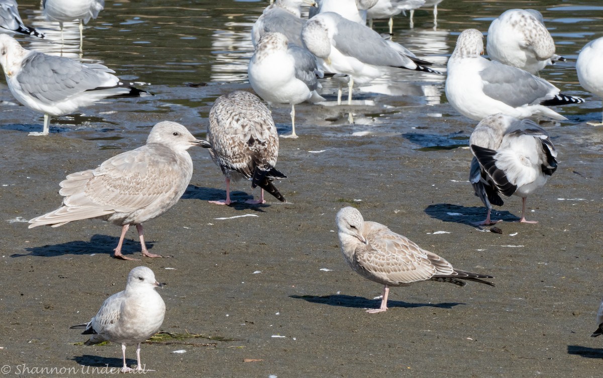 gull sp. - Shannon Underhill