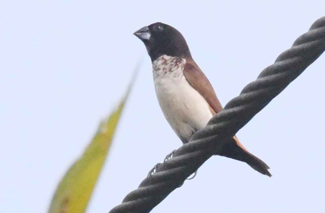 Hooded Munia - Cathryn Dippo