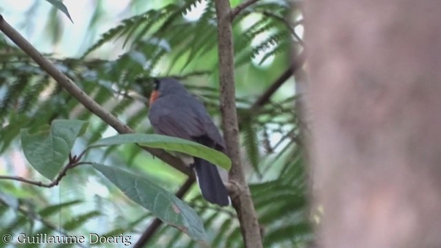 Spectacled Monarch - ML388418171