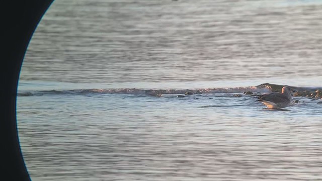 Yellow-footed Gull - ML388419101