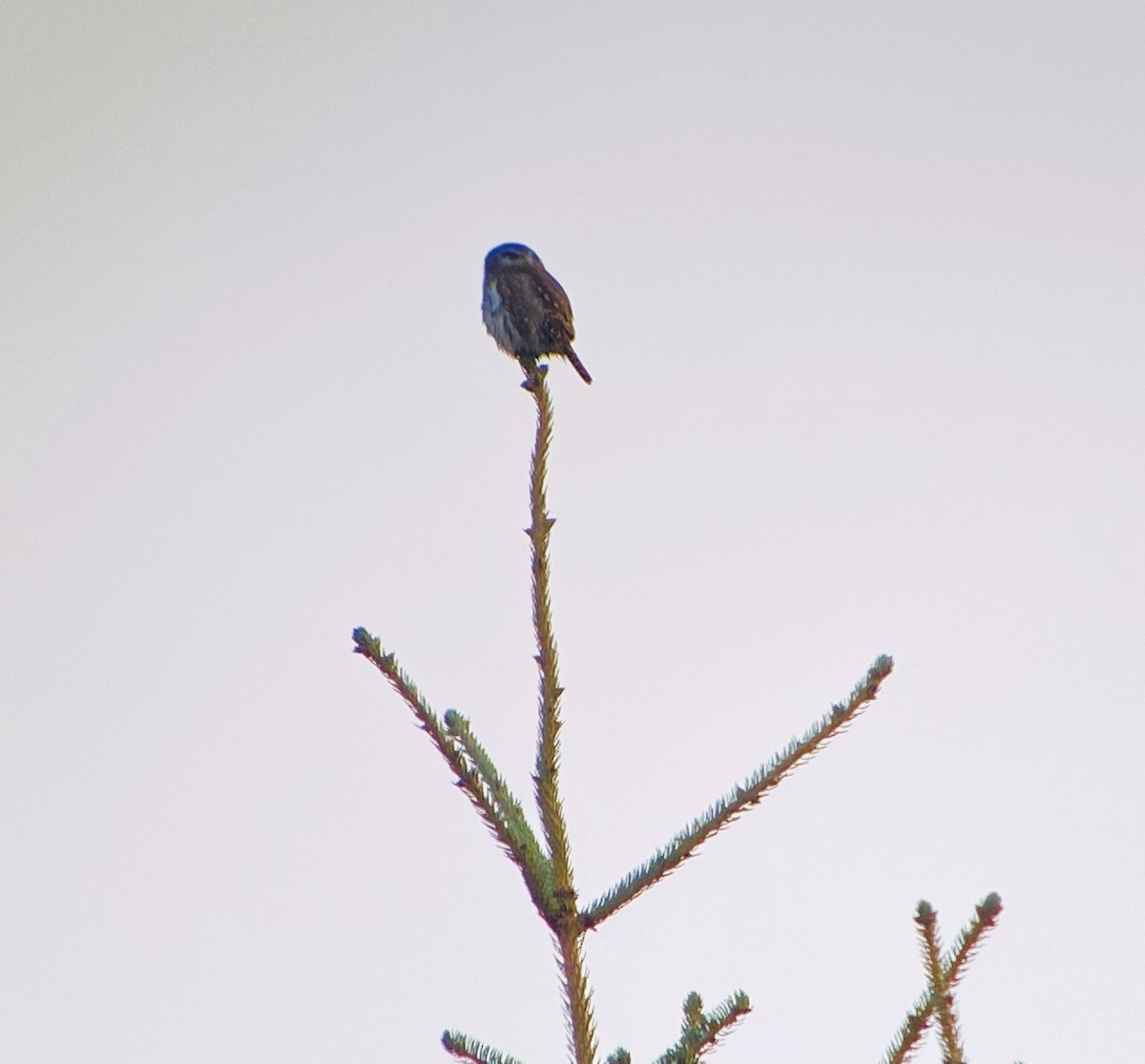 Northern Pygmy-Owl - ML388419571