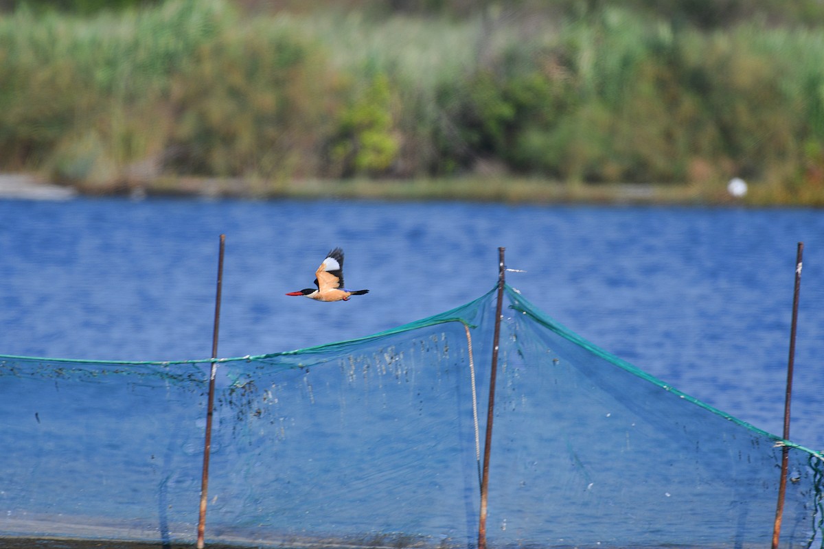 Black-capped Kingfisher - ML388424991