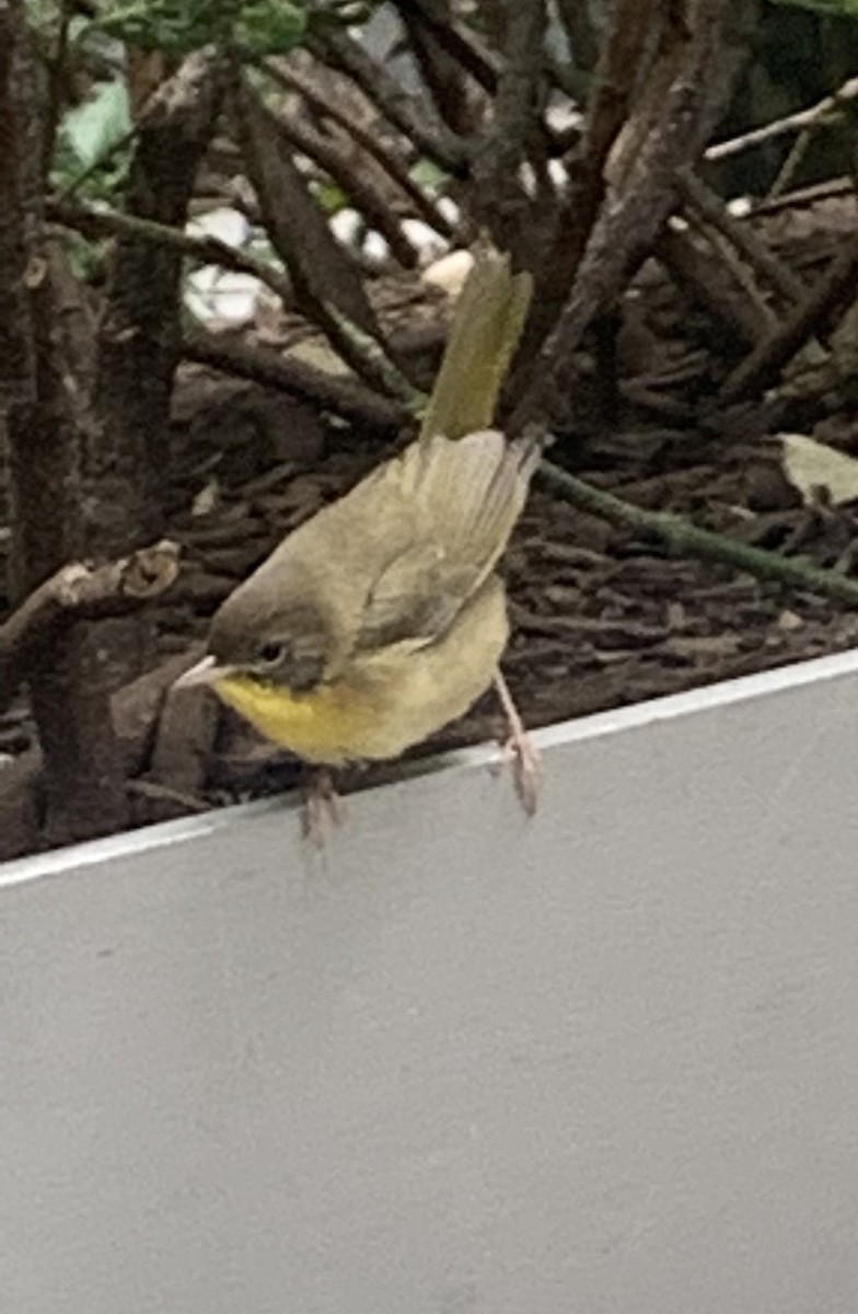 Common Yellowthroat - ML388425321