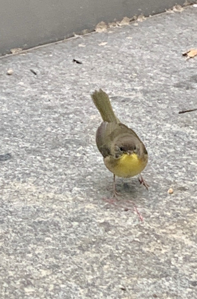 Common Yellowthroat - ML388425401