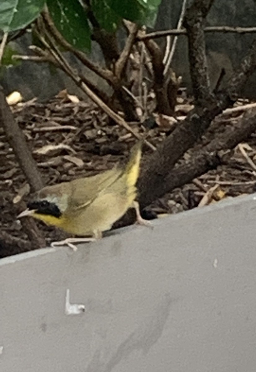 Common Yellowthroat - Mary Ann Zovko