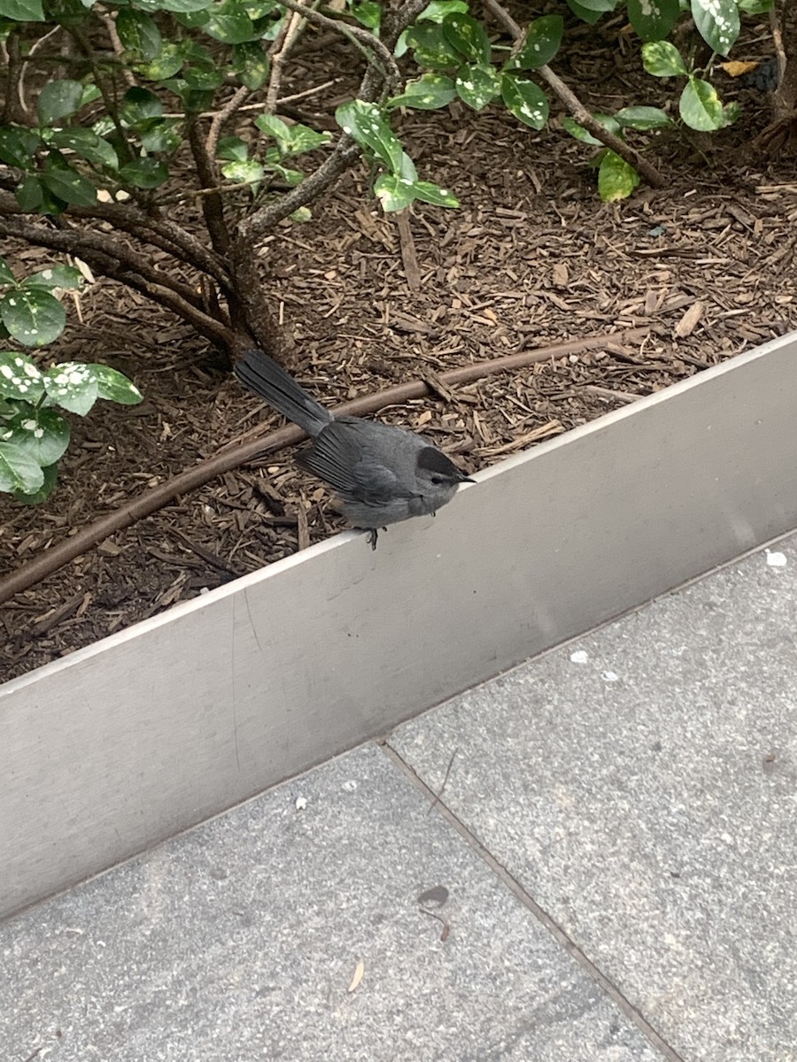 Gray Catbird - ML388425611