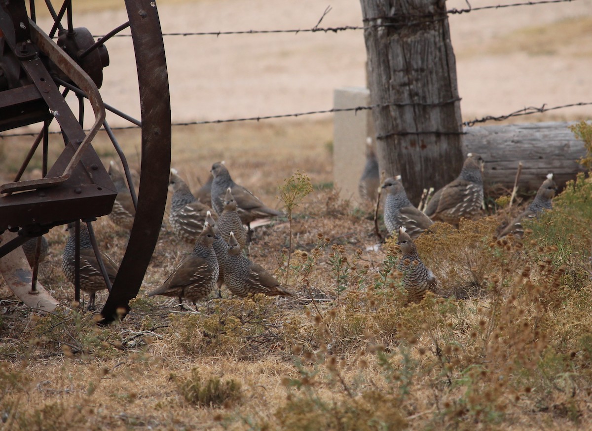 Scaled Quail - ML38842861