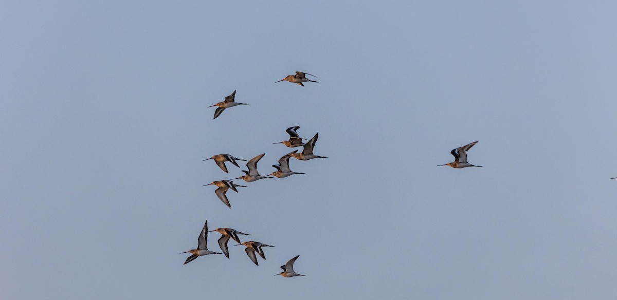 Black-tailed Godwit - ML388429951