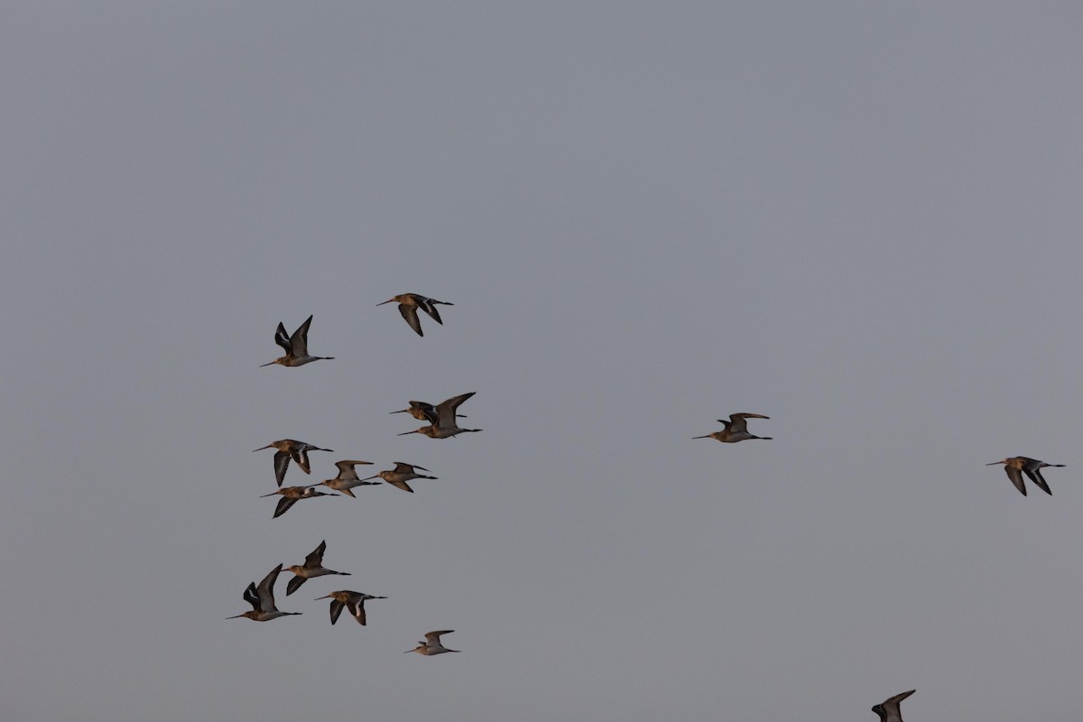 Black-tailed Godwit - ML388429961