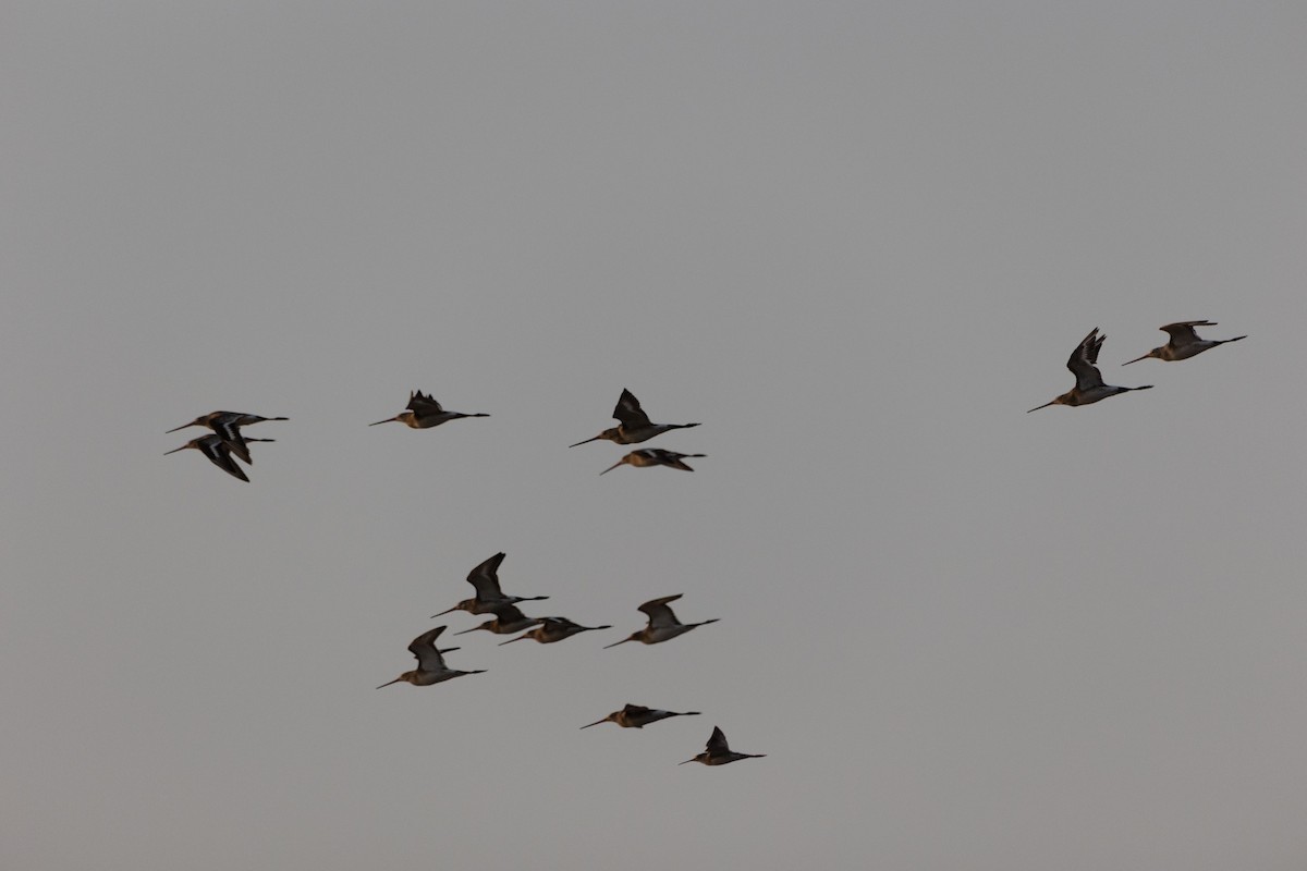 Black-tailed Godwit - ML388429991