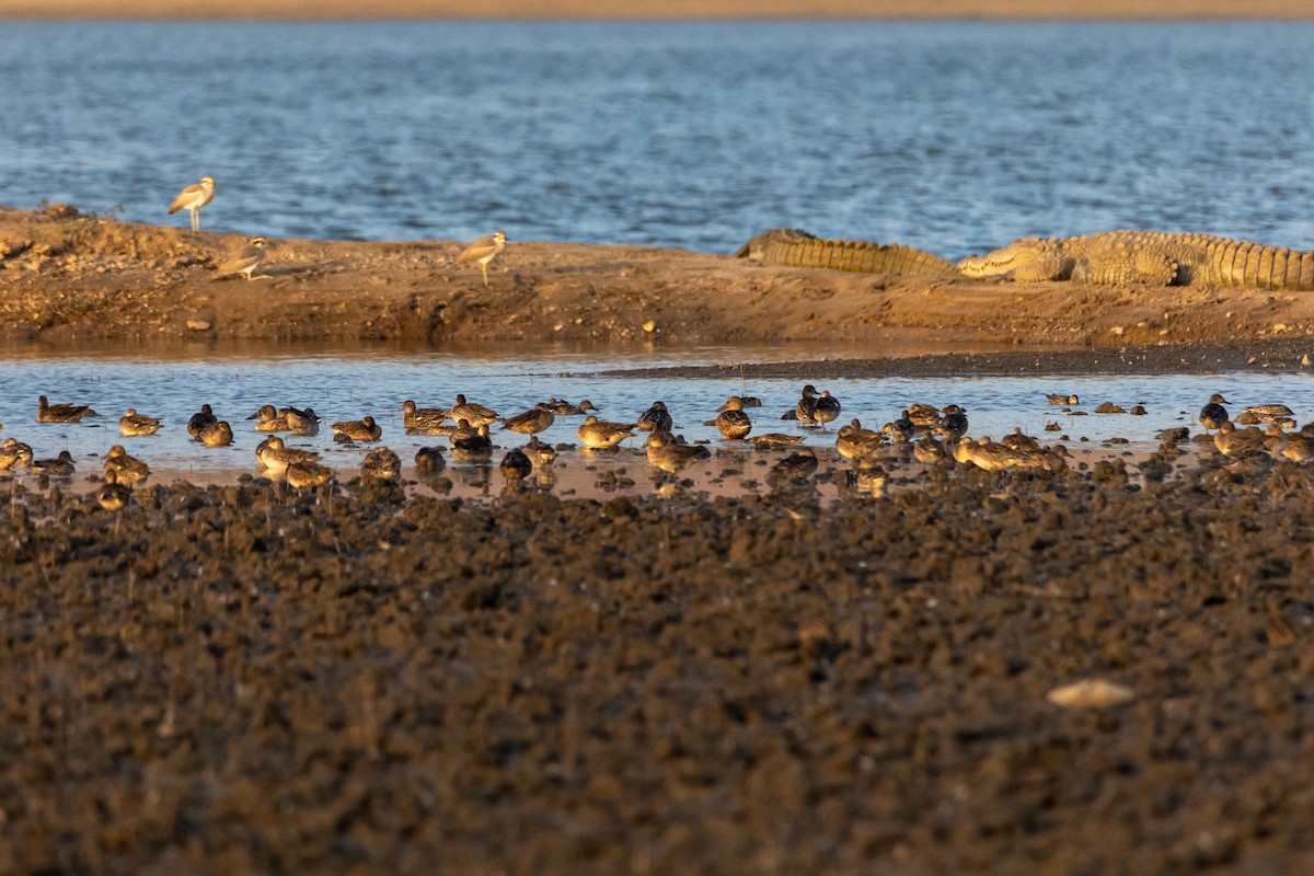 Northern Shoveler - ML388430081