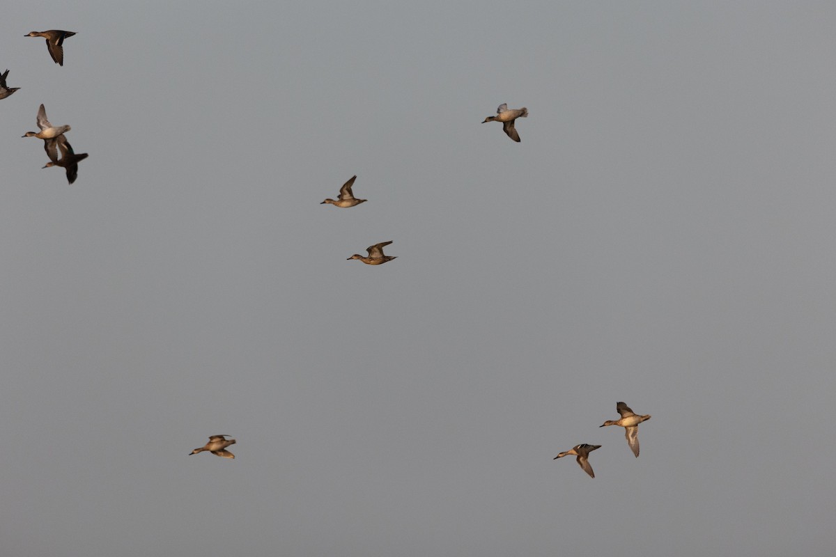 Green-winged Teal - ML388430141