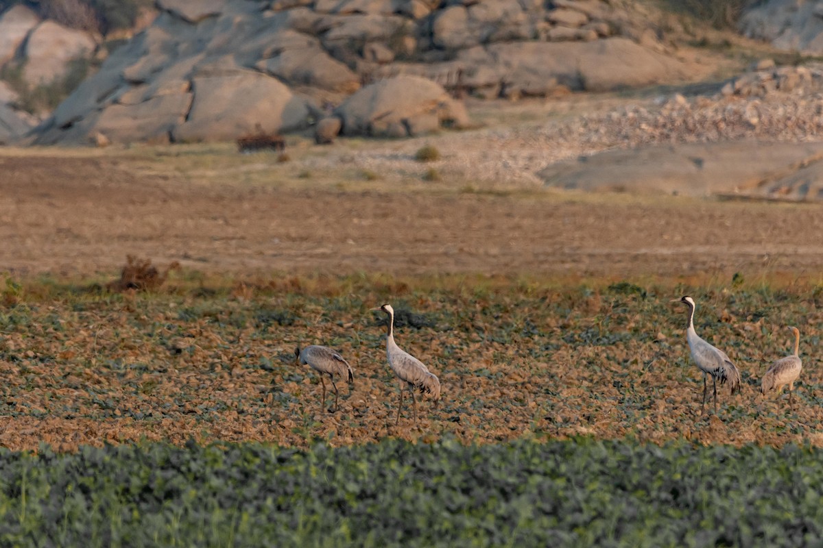 Demoiselle Crane - ML388430221