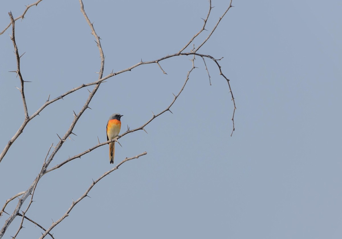 Small Minivet - ML388430361