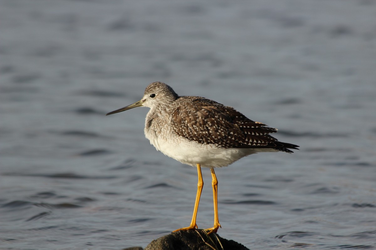 Greater Yellowlegs - Lyne Demers