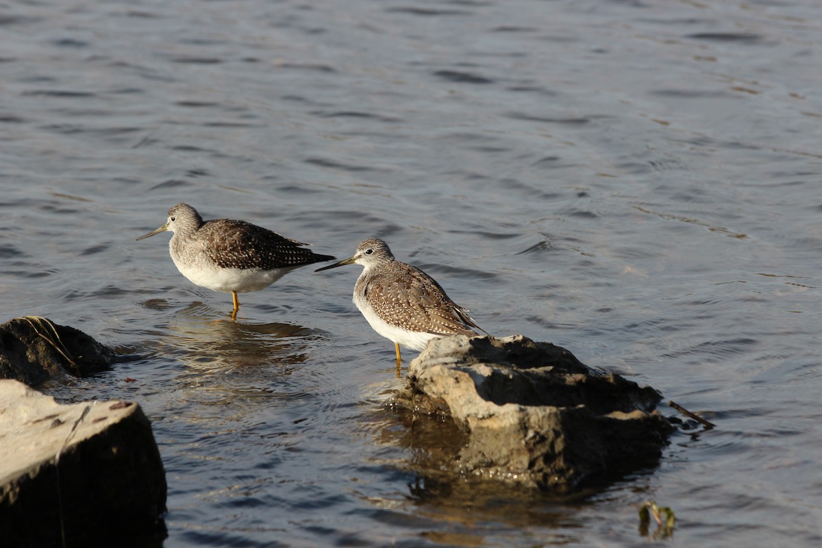 Greater Yellowlegs - ML38843241