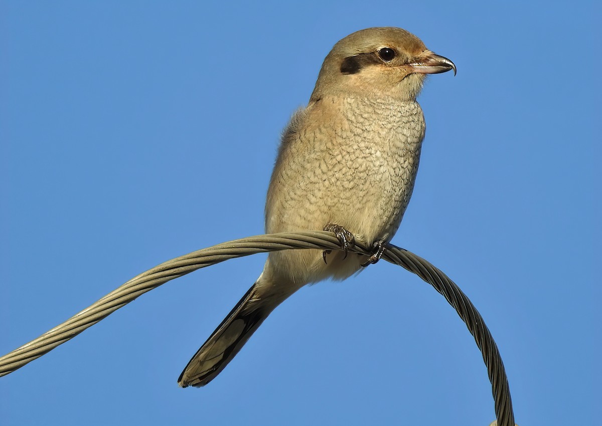 Northern Shrike - ML388433511